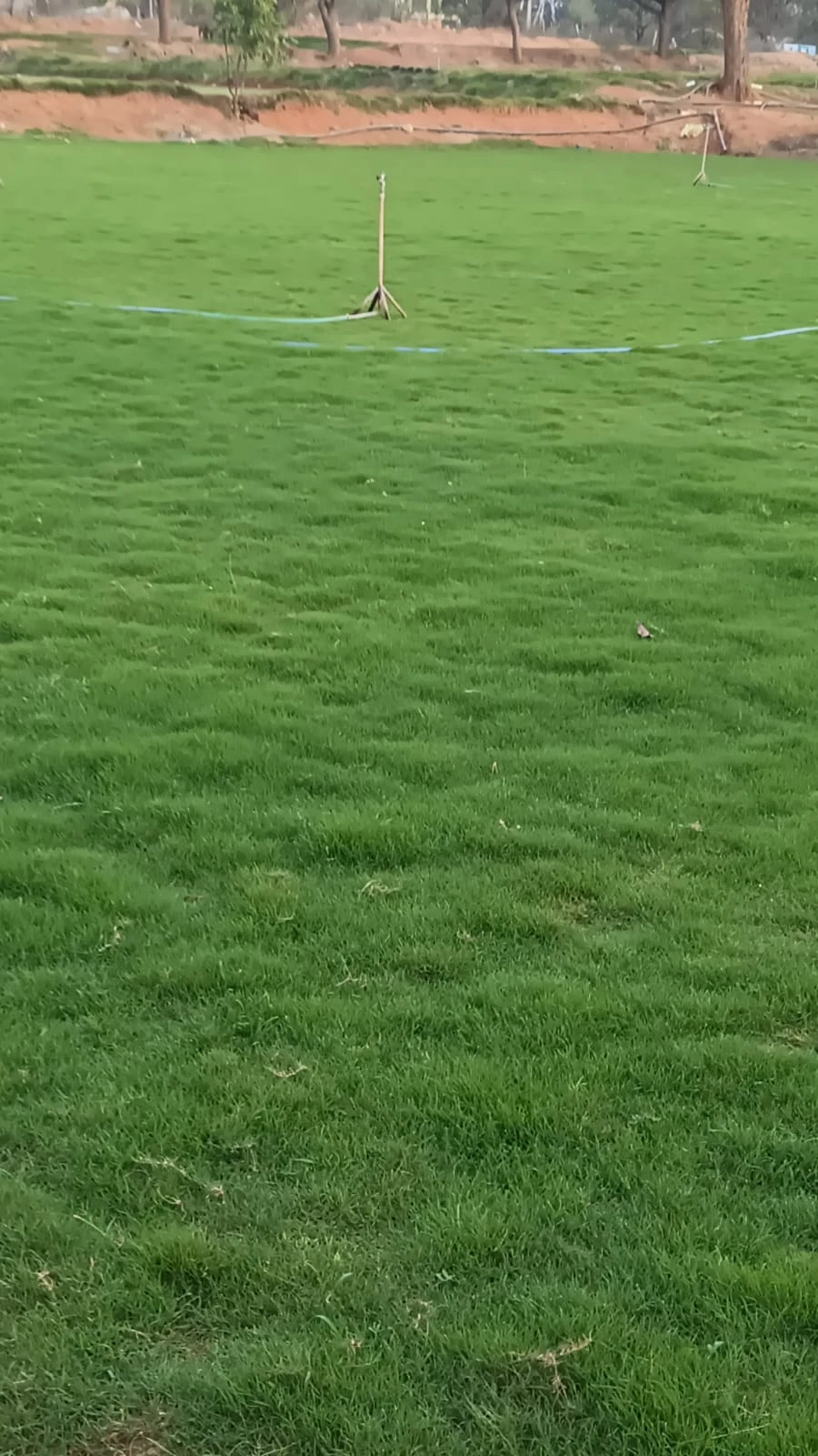 Premium quality lawn grass